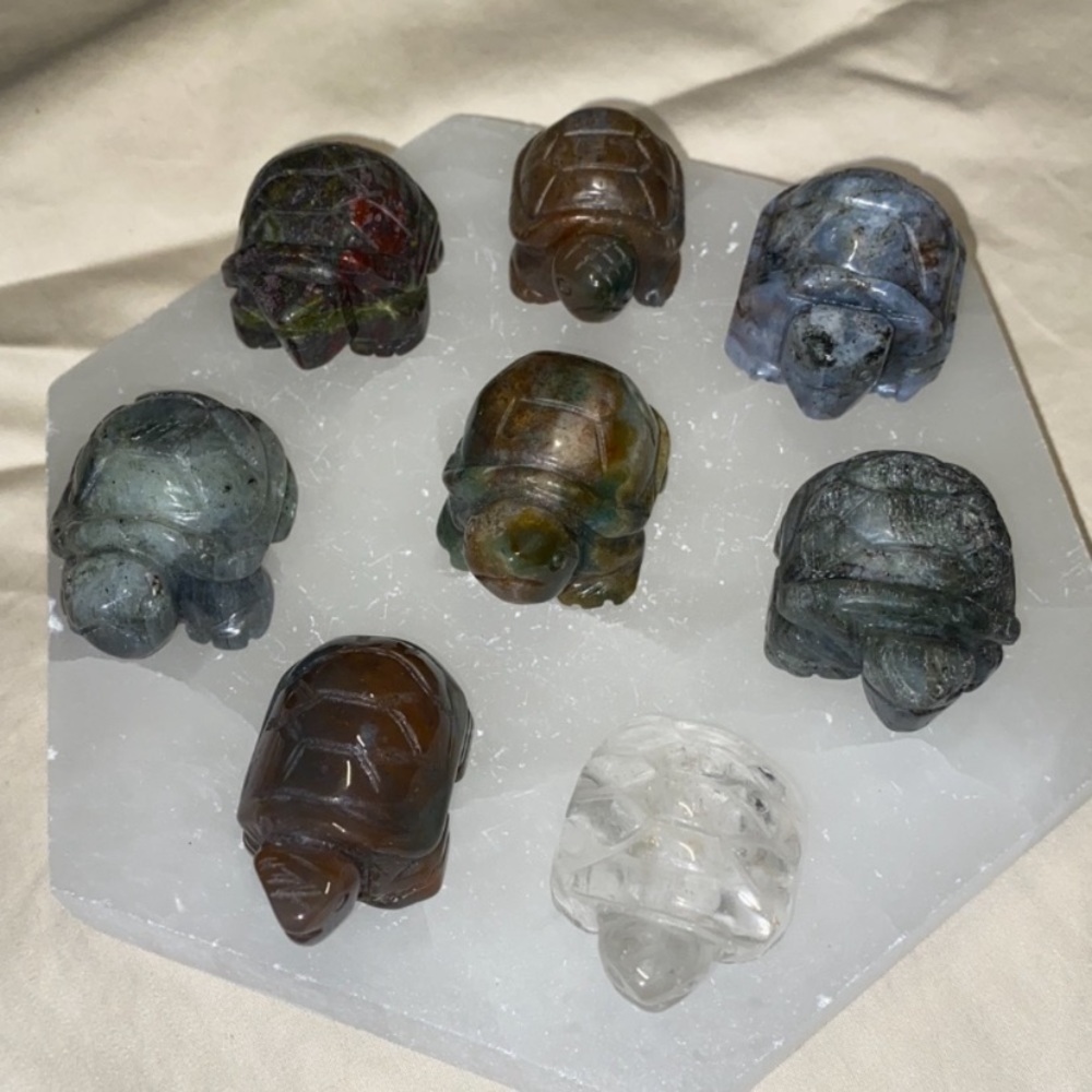 Crystal turtles - Picture 16 of 16